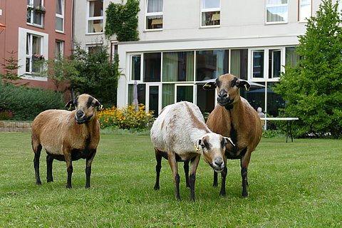Tierischer Gartenspaziergang Gürtelstraße 33 