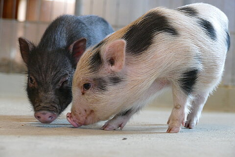 Tierhaus der Seniorenstiftung Prenzlauer Berg