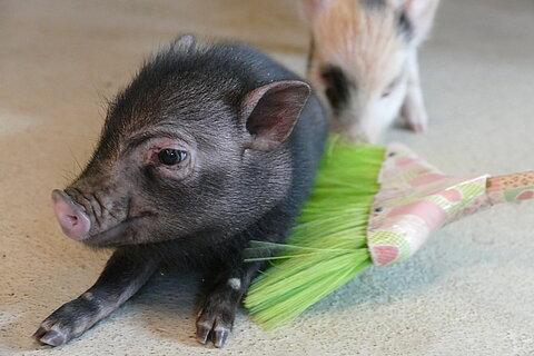 Tierhaus Seniorenstiftung Prenzlauer Berg
